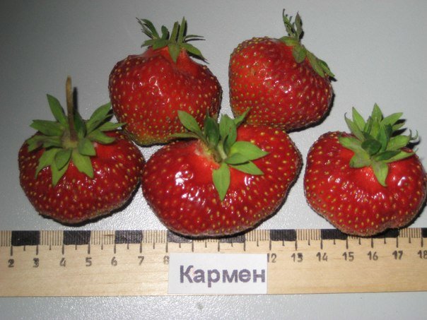 Катлинский плодово-ягодный питомник, выселение, Захар Смушкин, петиция, Агротехнология