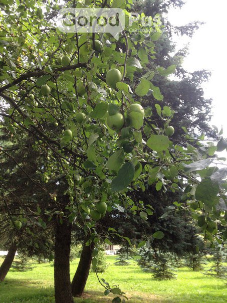 Гид по яблоневым садам в Пушкинском районе (фото) - фото 3