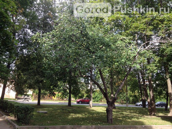 Гид по яблоневым садам в Пушкинском районе (фото) - фото 2