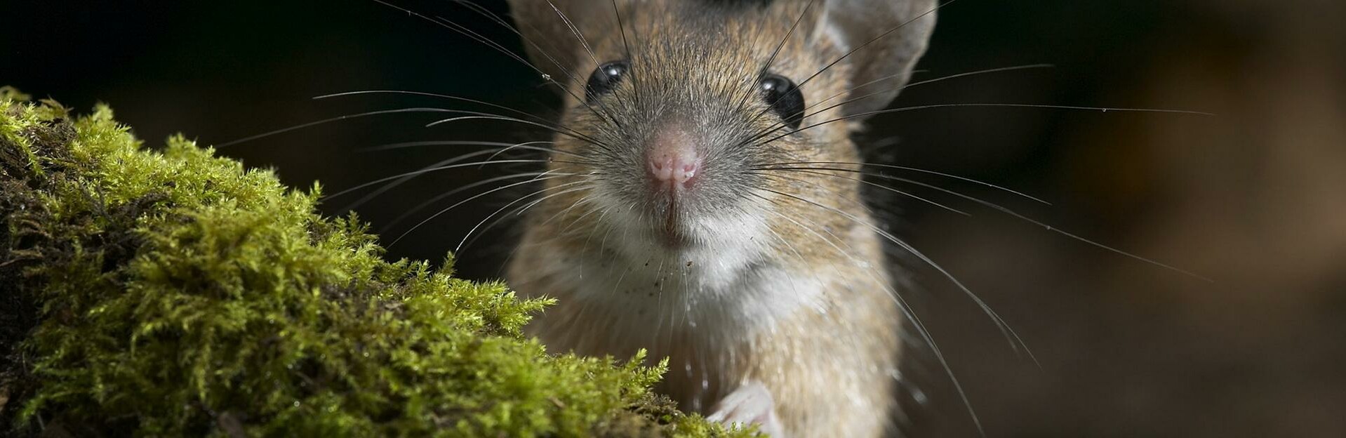 Туляремия мыши. Мышка с усиками. Мышь с усами.