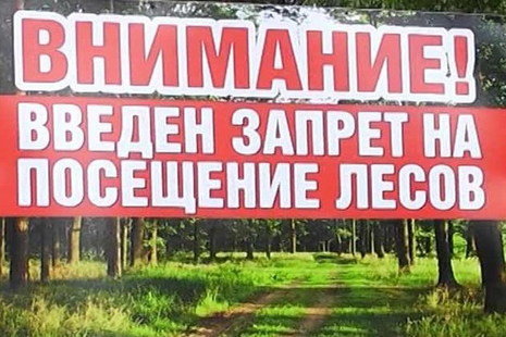 Ввод запрета на посещение лесов