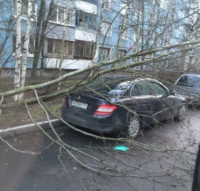 В городе Пушкине штормовой ветер скинул дерево на проезжающий автобус, фото-1